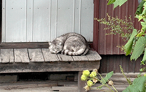 駐車場で猫ちゃん発見！