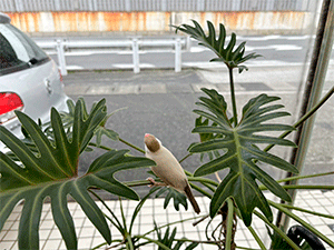 今日の店鳥