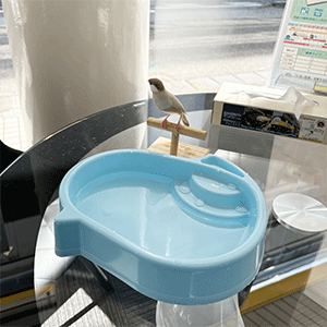 店鳥のお盆休み