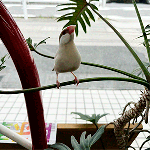 今日の店鳥‼️