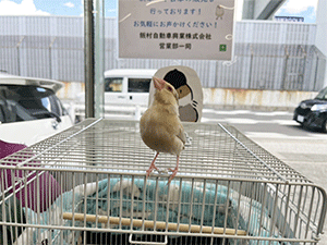 今日の店鳥