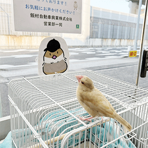 店鳥すくすく成長中！