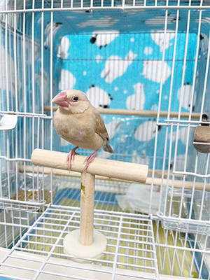 二代目店鳥(仮)