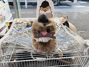 店鳥ぶらり旅♪